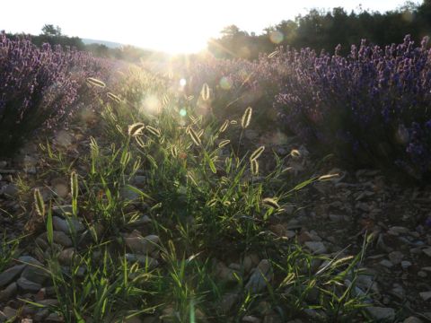 Camping Le Luberon | Pausado - Camping Vaucluse - Image N°32