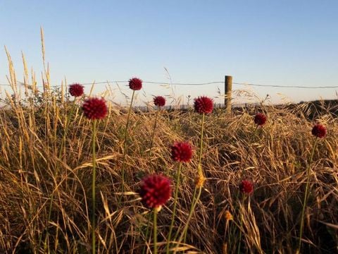 Camping la Forêt - Camping Vendée - Image N°20