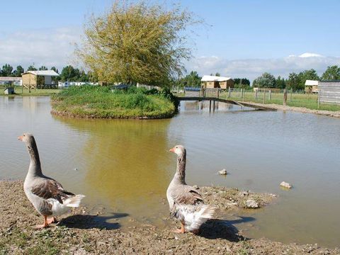 Camping La Dive - Camping Vendée - Image N°20