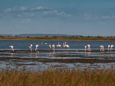 Camping Les Bois Flottés - Camping Bouches-du-Rhône - Image N°3