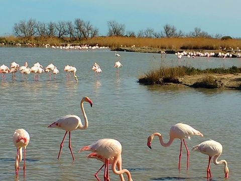 Camping Les Bois Flottés - Camping Bouches-du-Rhône - Image N°15