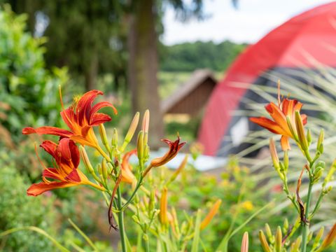 Camping du Heidenkopf - Camping Bas-Rhin - Image N°15