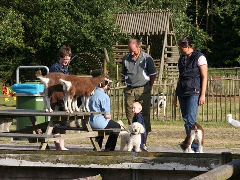 Vakantiepark De Krim Texel - Camping Texel - Image N°34