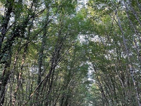 La Buissonnière Lodges - Camping Indre-et-Loire - Image N°11