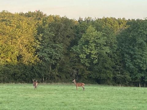 La Buissonnière Lodges - Camping Indre-et-Loire - Image N°2